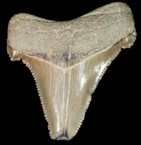 Fossil Angustidens Shark Tooth - Megalodon Ancestor #46848